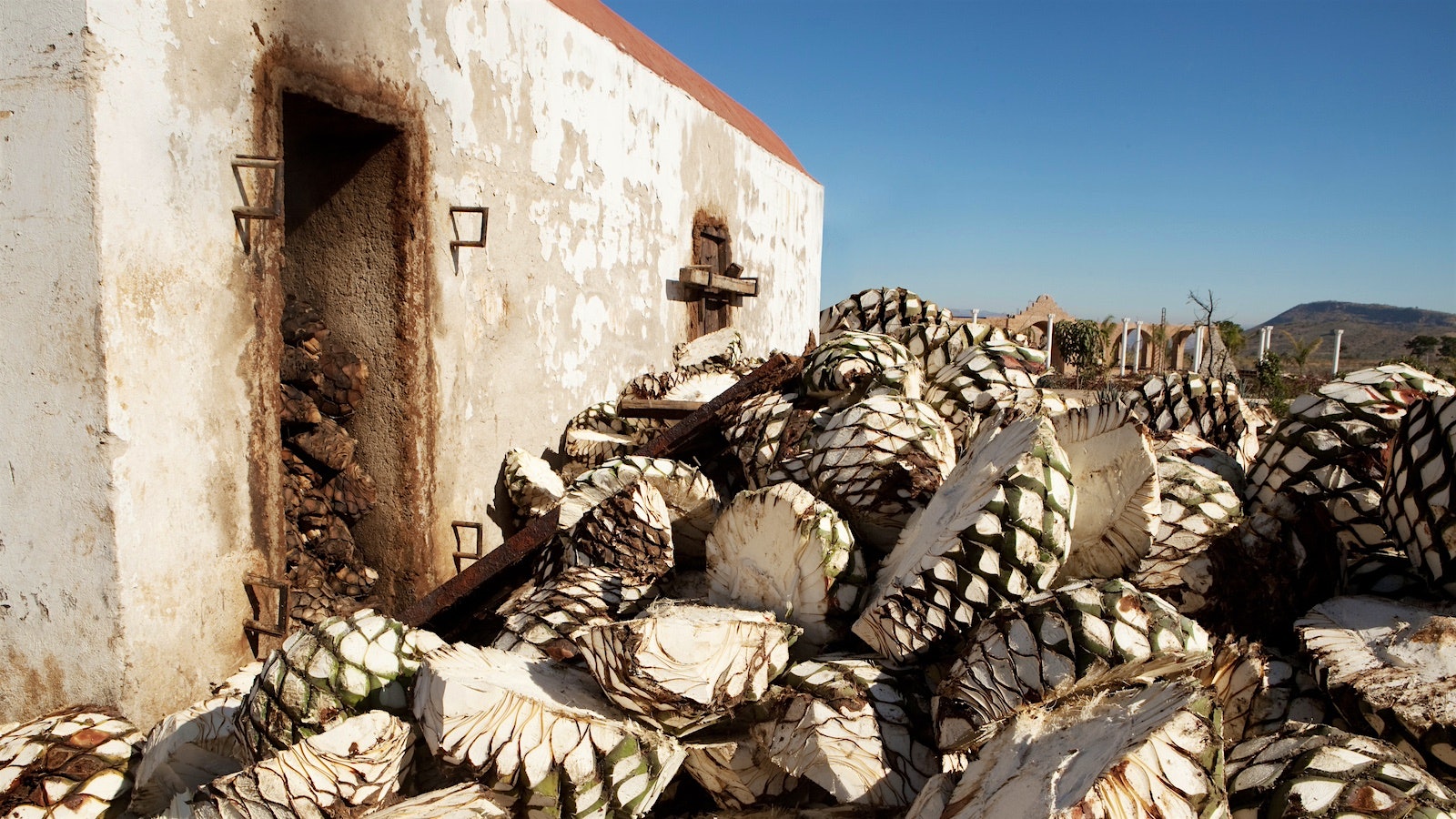 Agave fruit sits outside a stone oven, with the inside of the oven containing roasting fruit visible to the left.